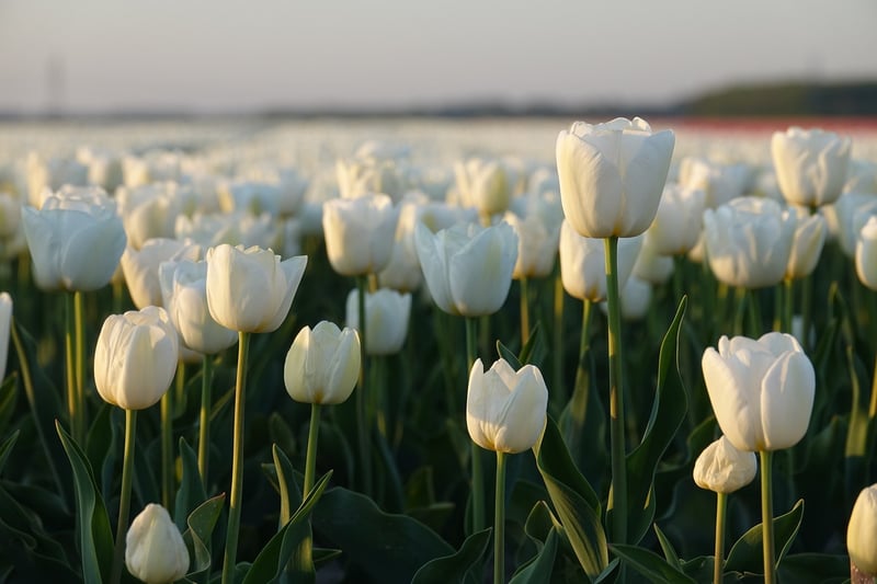 Colorful Blooms